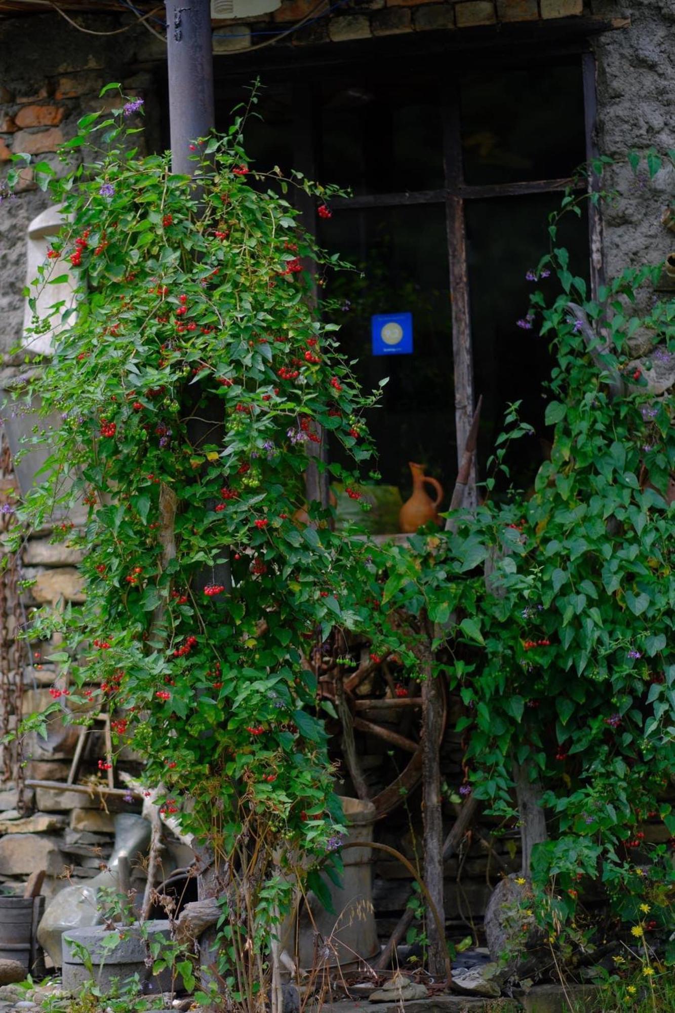 Korsha Guesthouse Roshka Exterior photo